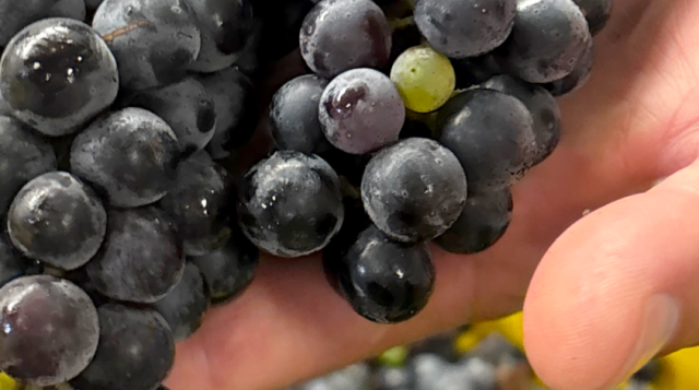 La primera cosecha exitosa de uvas resistentes a una enfermedad da esperanzas de un renacimiento del vino en Florida