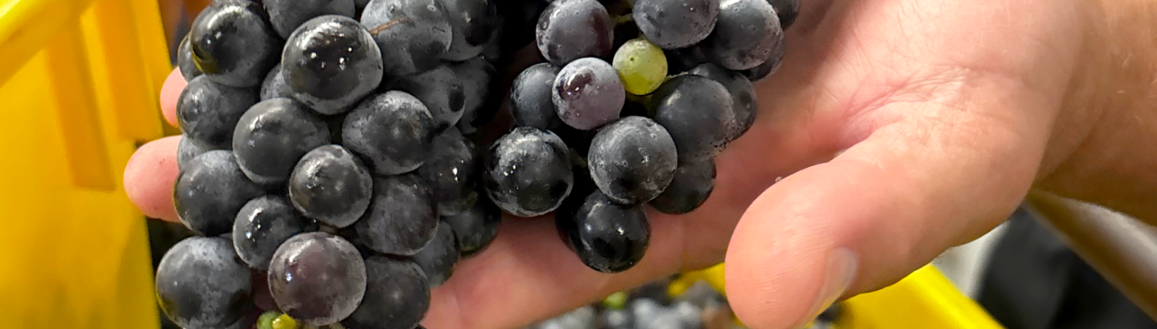 A bunch of dark purple grapes resting on a yellow bin, with a close-up of a hand picking up one of the clusters.