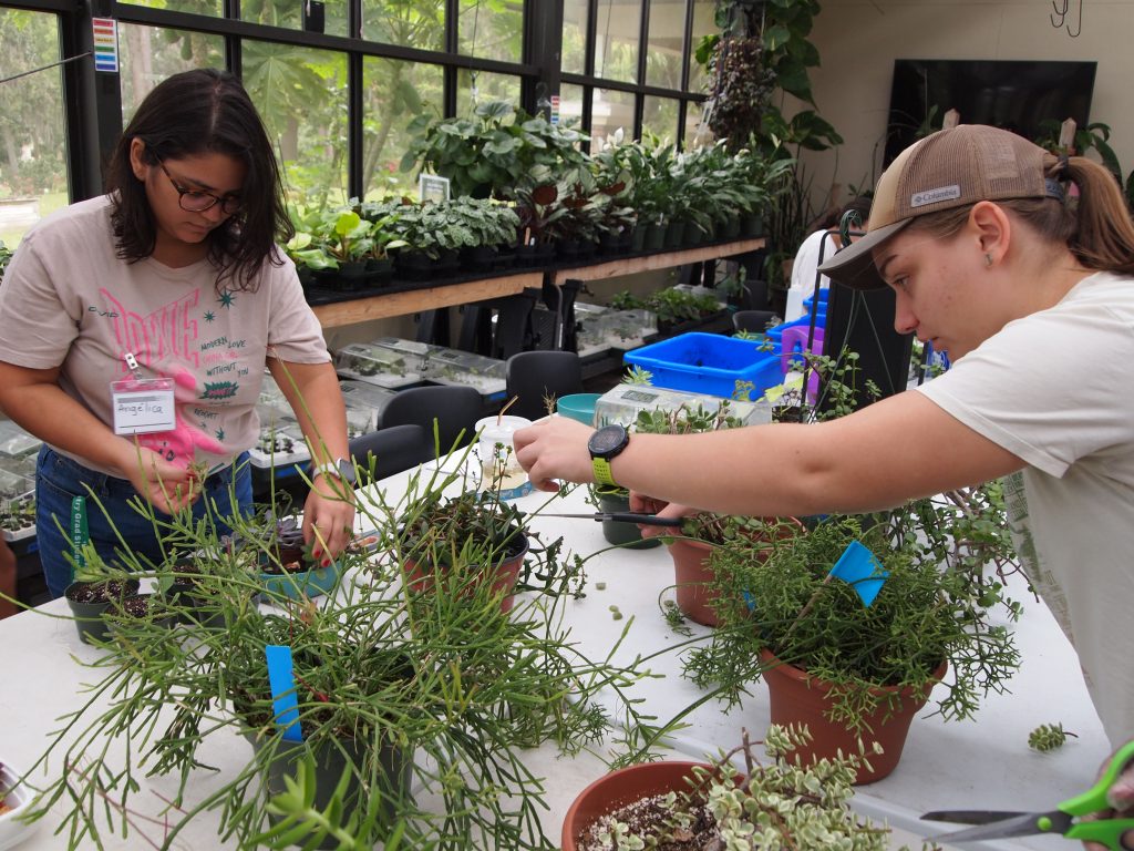 Angelica Gouveia & Julie Stich taking cuttings from large succulent plants to create a mixed succulent bowl. Photo: UF/IFAS, Brooke Meadows
