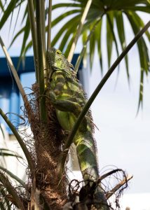 Iguana at the Fort Lauderdale Research and Education Center.