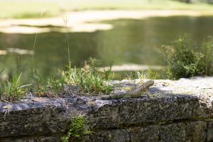An iguana on a seawall along the shoreline.