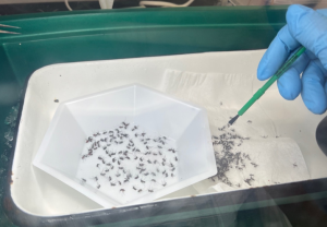 A gloved hand uses a small brush to sort numerous mosquitoes on white paper next to a container filled with more mosquitoes inside a laboratory setup.