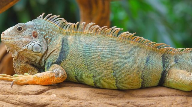 Common green iguana resting on a tree in natural environment. Panoramic image.