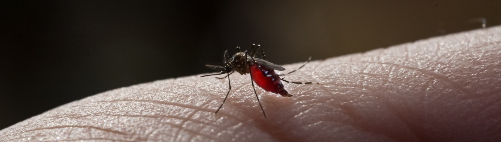 Es improbable que el virus del Oropuche se propague a través de mosquitos en el sureste de los Estados Unidos