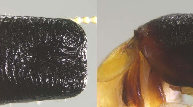 This photo is a specimen shot of Cryptotermes mobydicki - a new termite species that is wood dwelling found in the rainforests of French Guiana.