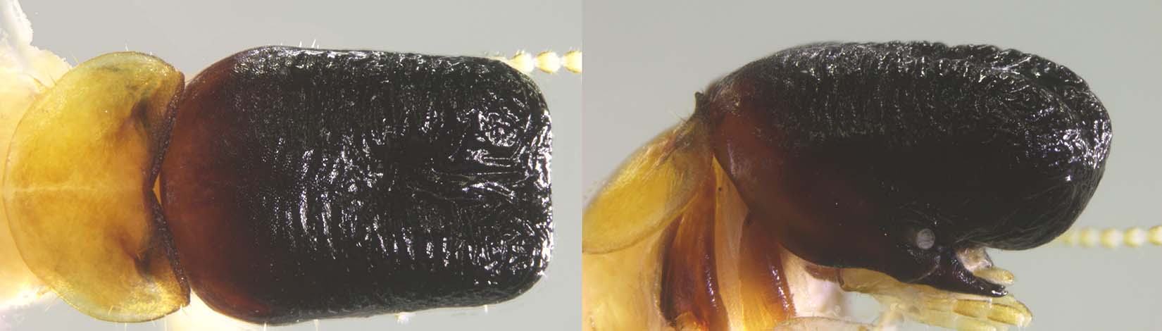 New Moby Dick-like termite species discovered