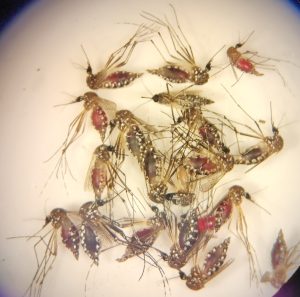 Close-up view of several mosquitoes on a white surface, showing their abdomens visibly swollen and red after feeding on blood.