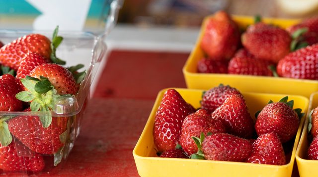 Florida strawberry season bursts with sweetness