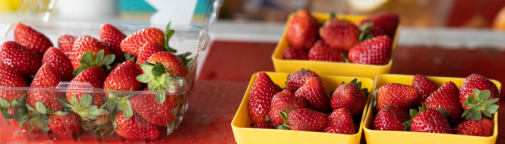 Florida strawberry season bursts with sweetness