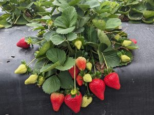 Strawberries growing on a field plant, with some fruit red and ripe and others still light green.