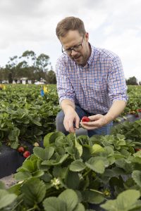 A man kneeing down in a strawberry field holding a red strawberry.
