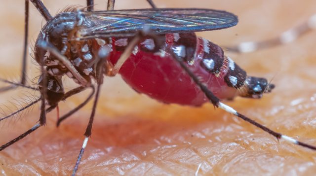 A mosquito feeds on a person