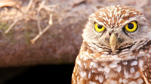 Close-up of a Florida burrowing owl with bright yellow eyes and speckled brown and white feathers, standing near the entrance of its burrow in the ground.