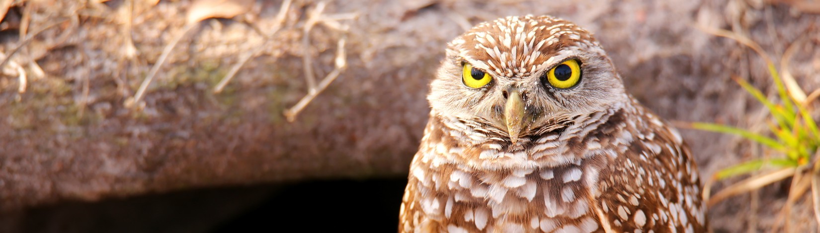 Close-up of a Florida burrowing owl with bright yellow eyes and speckled brown and white feathers, standing near the entrance of its burrow in the ground.