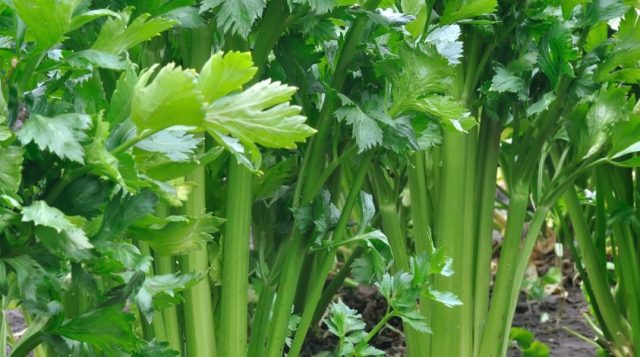 Close-up view of healthy green celery plants growing in rows in a cultivated field