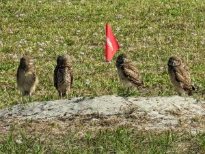 Burrowing owl adults at a golf course. Credit Lourdes Mederos
