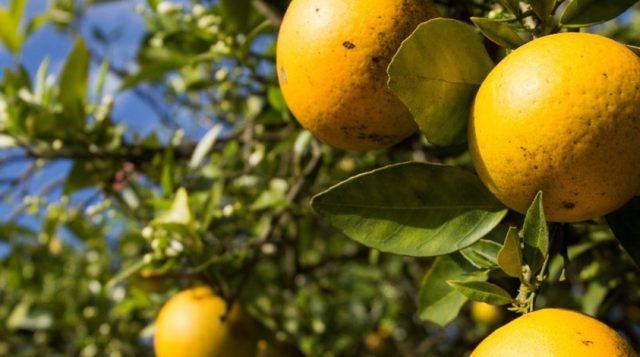 Center scientists aim to solve devastating citrus greening, first, then other crop diseases