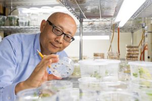 A UF/IFAS scientist examines petri dishes. By Tyler Jones, UF/IFAS photography.
