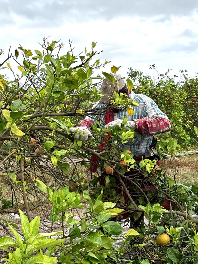 A man harvests oranges.
