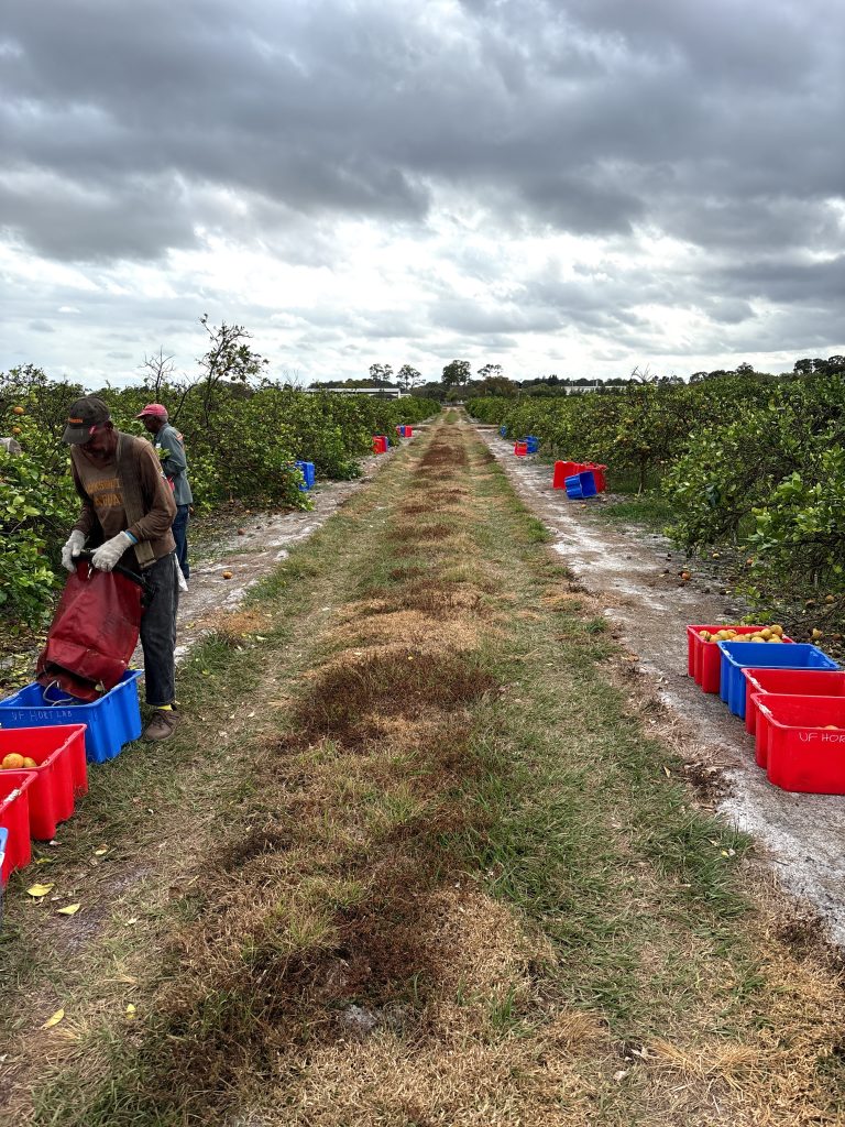 Men load oranges into bins at a citrus grove.