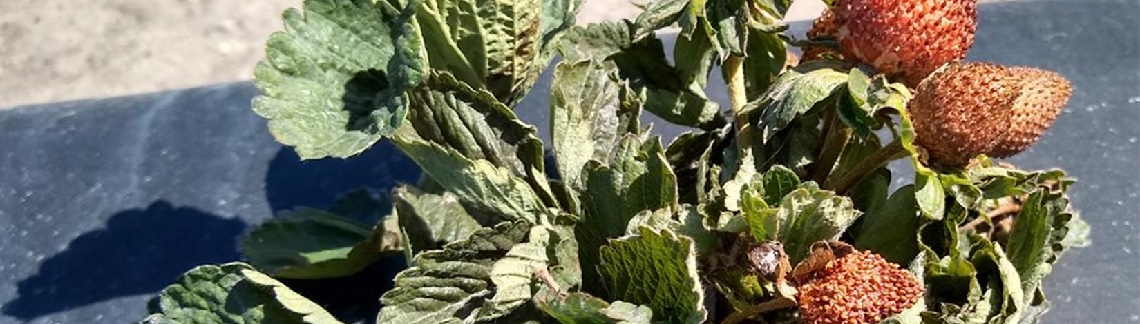 Under siege: Two pests threaten Florida strawberries – but new research may bring relief