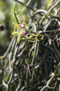 Vanilla orchid flowers growing on a green vine with blurred foliage in the background