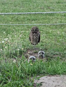 Owls and offspring peaking out of a burrow credit Lourdes Mederos