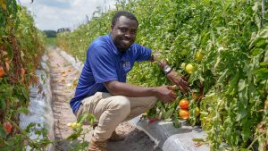 A plant breeding Ph.D. graduate examines tomatoes. 