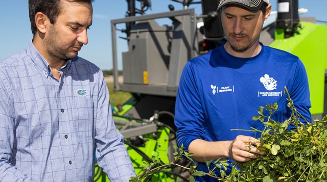 First graduates of UF’s plant-breeding Ph.D. use genetics to help growers boost yields, improve shelf life, more