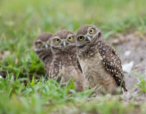 Burrowing owl displaying a characteristic head tilt. Credit Brittany Mason.
