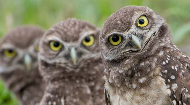 burrowing_owls_credit_Brittany_Mason (1) blog