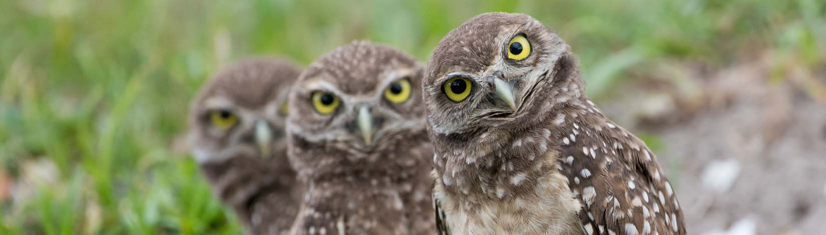 burrowing_owls_credit_Brittany_Mason (1) blog