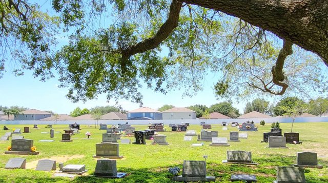 A cemetery with a large tree overhead.