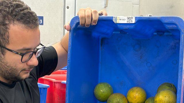 Harvest underway at UF/IFAS Millennium Block, providing new hope for Florida’s citrus future