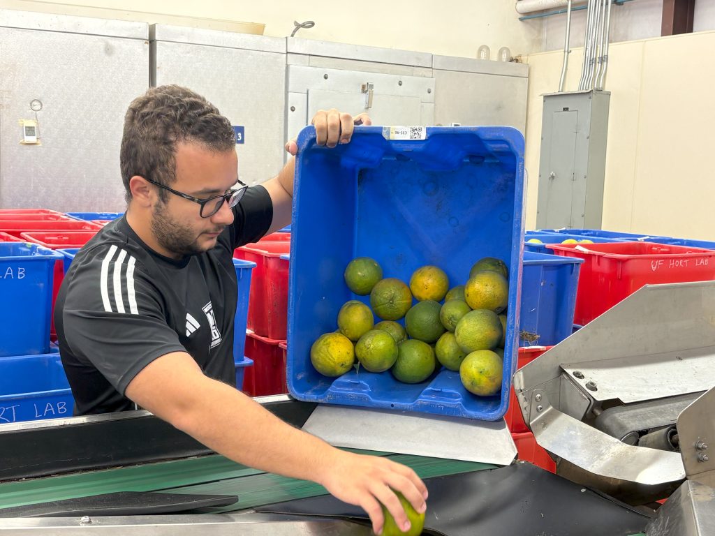 A man unloads oranges from a blue bin.
