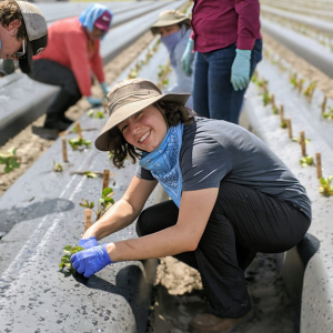 A UF/IFAS plant breeding Ph.D. graduate plants strawberries. Courtesy, Angel Arredondo.