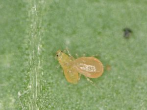 Predator mite feeding on chilli thrips. Courtesy, Allan Busuulwa, UF/IFAS.