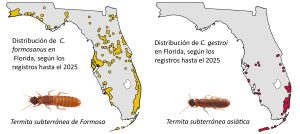 Two maps showing the distribution of two termite species in Florida. 