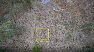 Drone identifies a tagged python part of the telemetry project. Photo credit: UF/IFAS Croc Docs