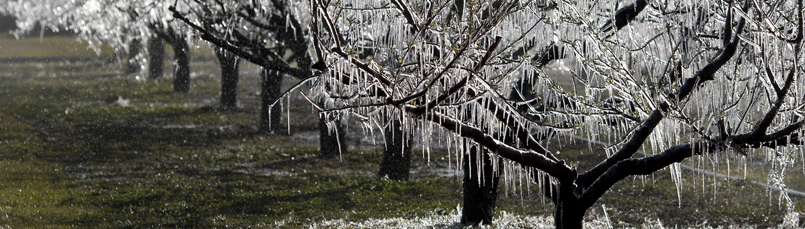 Ice on trees.