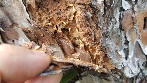 Close-up image of a group of termites within the bark of a tree. You can see their small, segmented bodies with orange heads and pale, translucent wings on some of them. A hand is lifting a piece of bark, revealing the termites inside. 