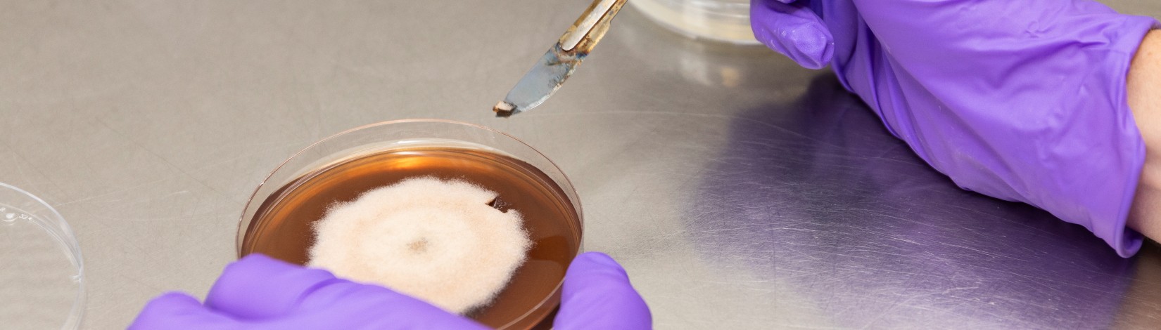 Sample collecting at the North Florida Research and Education Center - Quincy.