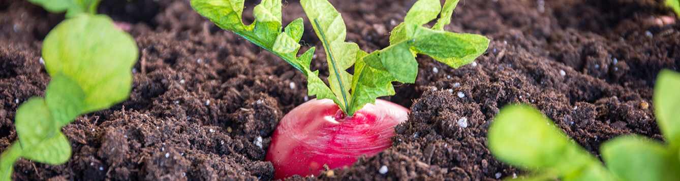 Beets in Soil