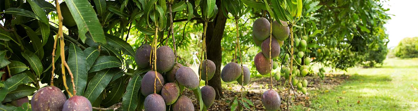 image - mango orchard