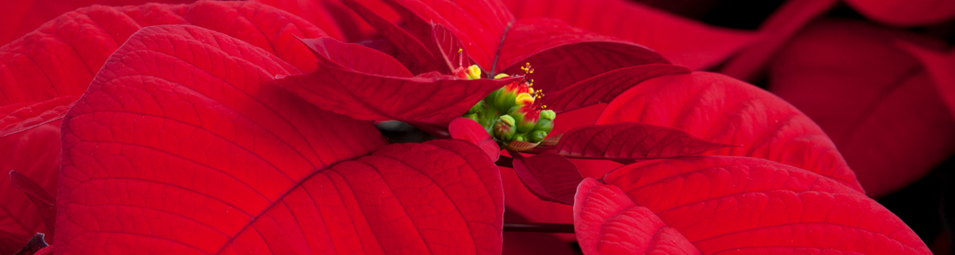 Red poinsettias during the annual Poinsettia Sale