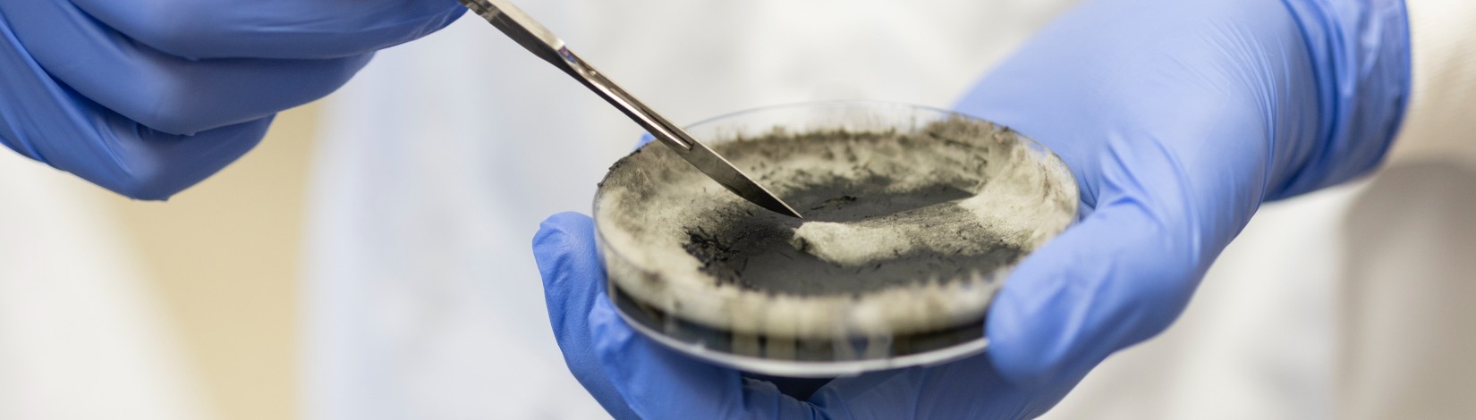 Gloved hands holding a research lab specimen in a petri dish in a lab at the Indian River Research and Education Center (IRREC).