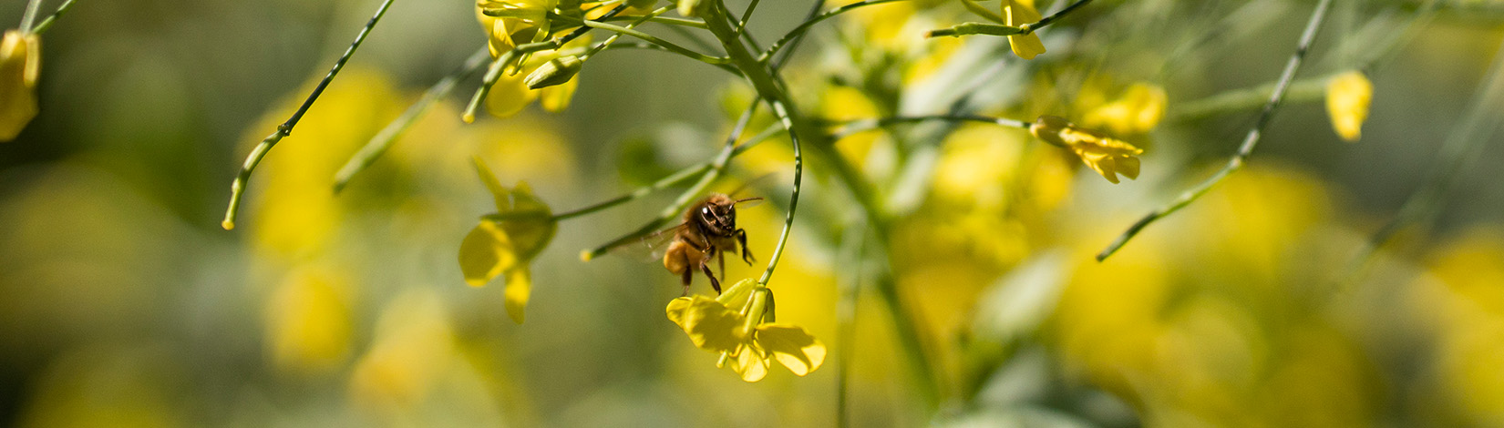 bee landing on a flower