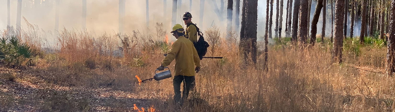 Two people in a forest working a prescribed fire