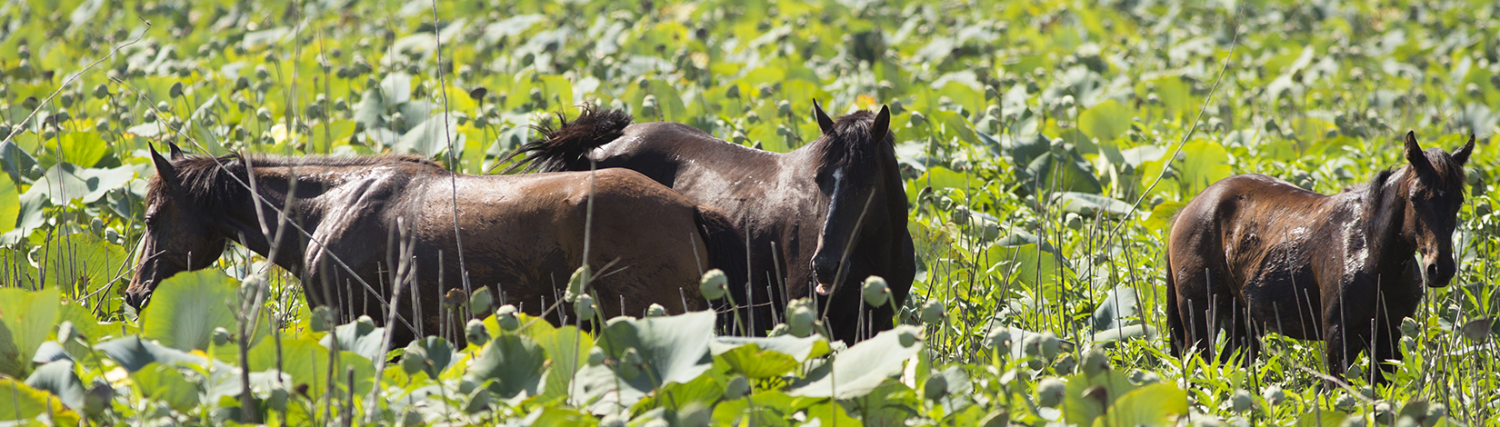 Three wild horses on Paynes Prairie wade in aquatic plants.