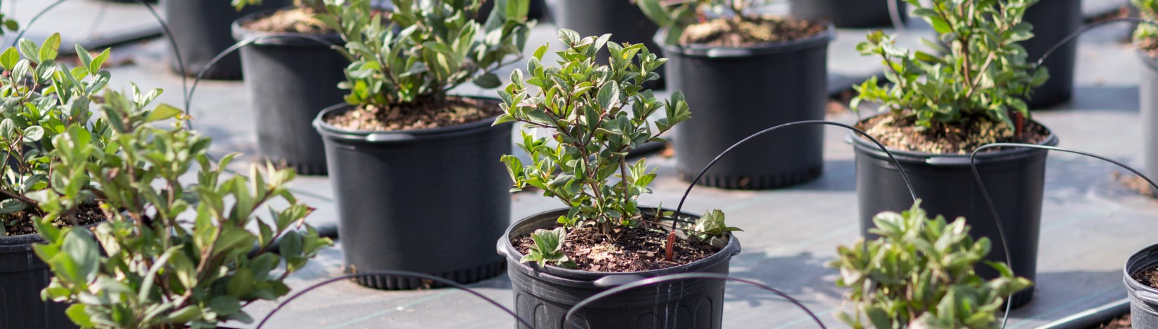 Plants at a nursery. Photo: UF/IFAS, Tyler Jones
